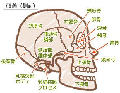 頭蓋骨の図